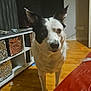 Poppy is registered to the contest to win money with this photo: dog, indoor, wooden_floor, shelf, storage_bins, black_and_white, pet, curious, alert, furniture, home, living_room, canine, ears_up, floor, domestic_animal, red_couch, container, animal, household