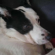 Poppy is registered to the contest to win money with this photo: dog, black_and_white, pet, close_up, fur, animal, relaxed, lying_down, portrait, canine, ears, snout, side_view, domestic_animal, companion, cute, indoor, calm, resting, muzzle