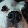 Poppy joined the competition — help win amazing prizes! dog, close_up, pet, animal, face, black_nose, fur, white_fur, black_spot, mouth, eye, whiskers, canine, snout, portrait, indoor, cute, curious, expression, blurry