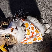 Sexy Boy is registered to the contest to win money with this photo: autumn, bandana, carpet, cat, closeup, curious, cute, domestic_animal, feline, fluffy, green_eyes, household, indoor, leaves, looking_up, pet, pumpkins, sitting, tabby, whiskers