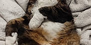 Sexy Boy is registered to the contest to win money with this photo: animal, black_fur, blanket, brown_fur, cat, cozy, cute, feline, fluffy, fur_pattern, indoor, lying_down, paws, pet, relaxed, resting, sleepy, soft_texture, tabby, white_fur