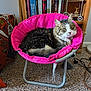 Sexy Boy joined the competition — help win amazing prizes! animal, books, bookshelf, carpet, cat, chair, cozy, curious, decor, fluffy, furniture, home, indoor, living_room, patterned_fabric, pet, pink_chair, relaxed, tabby, wooden_shelf