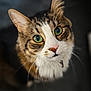 Sexy Boy is registered to the contest to win money with this photo: animal, brown_fur, cat, close_up, curious, cute, domestic_cat, face, fur, green_eyes, indoor, looking_up, mammal, pet, portrait, sharp_focus, soft_light, tabby, whiskers, white_fur