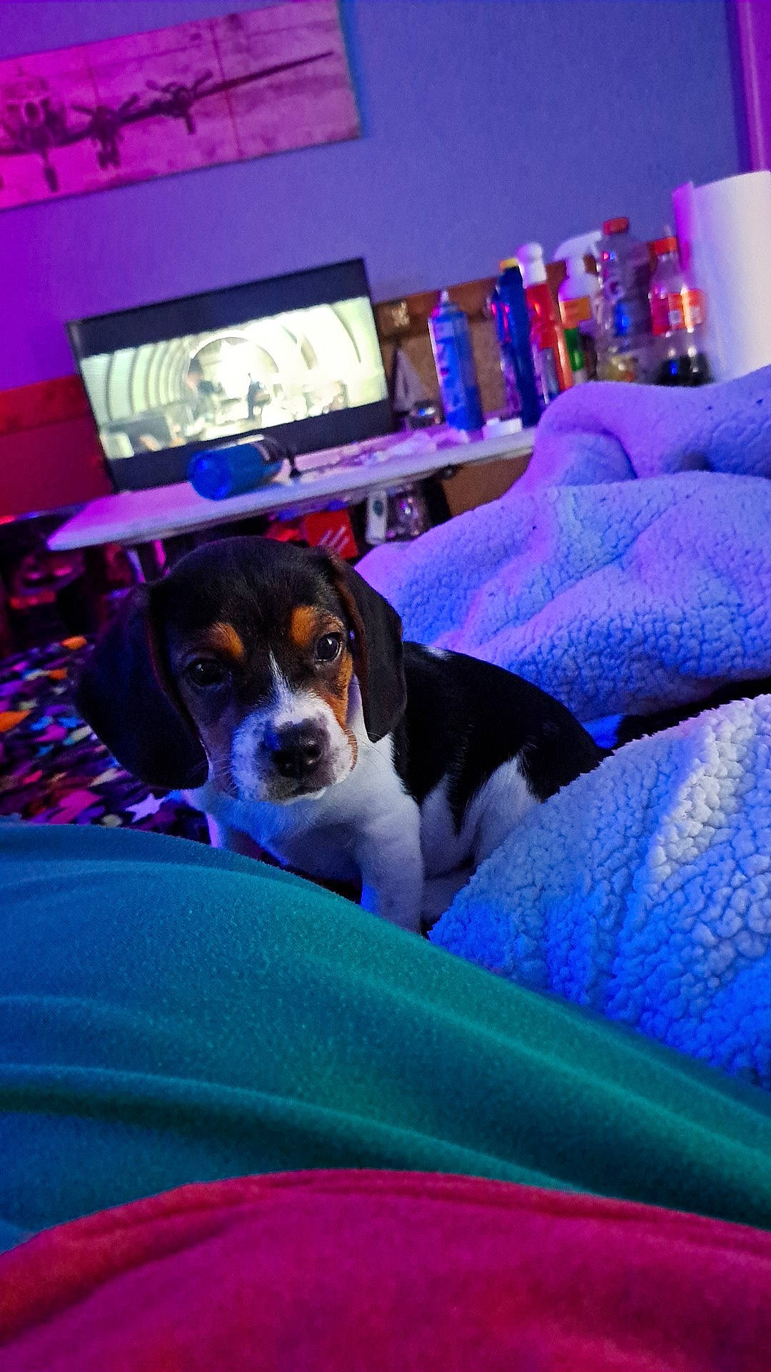 Beans is registered to the contest to win money with this photo: blue, cable_television, carnivore, chilean_fox_terrier, comfort, companion_dog, couch, desk, dog, dog_breed, electric_blue, houseplant, led_backlit_lcd_display, linens, magenta, picture_frame, purple, room, sporting_group, television