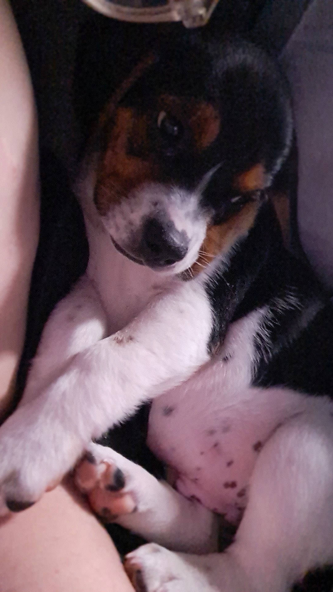 Beans joined the competition — help win amazing prizes! beaglier, bernese_mountain_dog, bored, canidae, carnivore, comfort, companion_dog, dog, dog_breed, flesh, fur, greater_swiss_mountain_dog, nail, paw, puppy_love, snout, sporting_group, whiskers, working_animal, working_dog