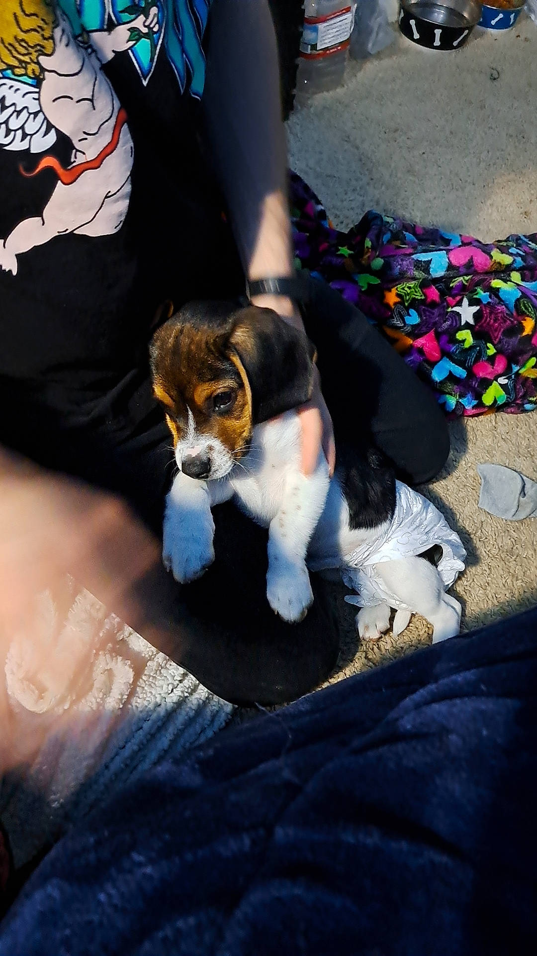 Beans is registered to the contest to win money with this photo: asphalt, canidae, carnivore, companion_dog, dog, dog_breed, fur, lap, plush, road_surface, scent_hound, sitting, sporting_group, stuffed_toy, tail, toy, toy_dog