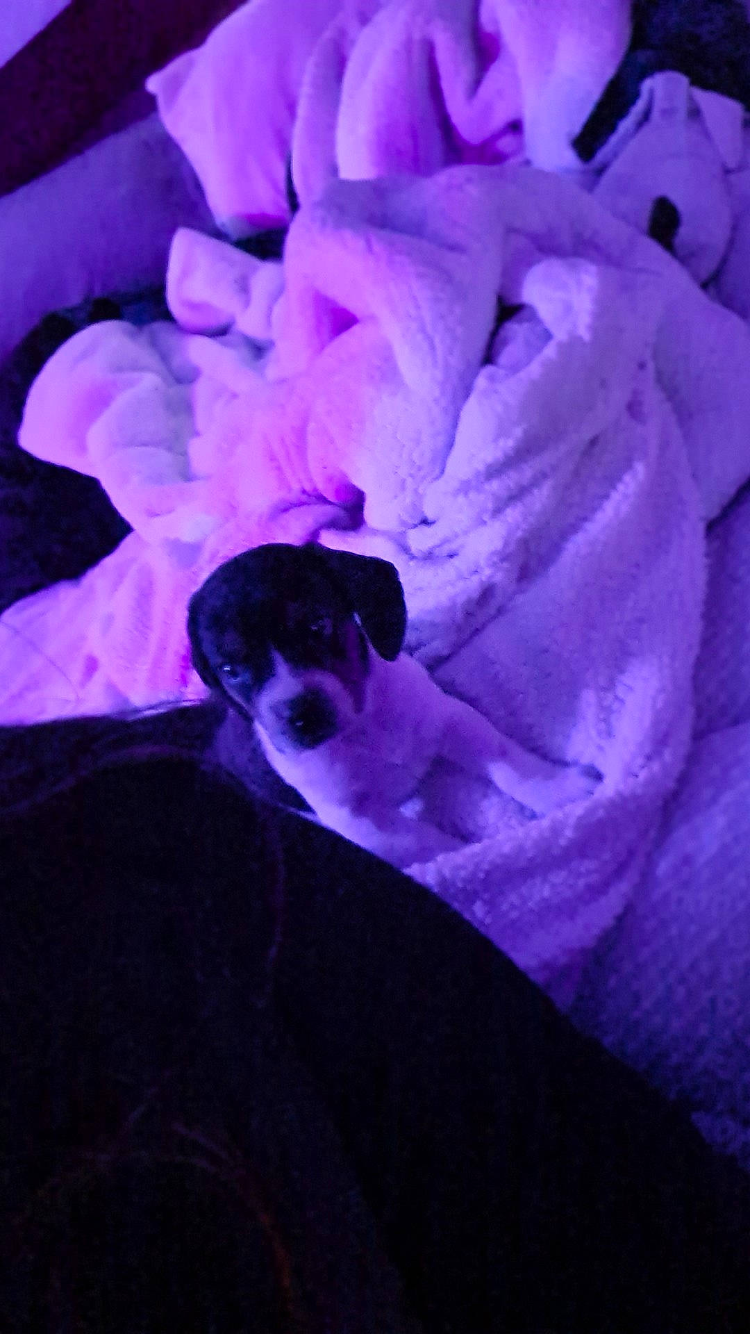 Beans is registered to the contest to win money with this photo: annual_plant, cut_flowers, darkness, electric_blue, flower, flowering_plant, herbaceous_plant, macro_photography, magenta, petal, pink, plant, purple, rock, rose_family, rose_order, tree, violet, violet_family, wildflower