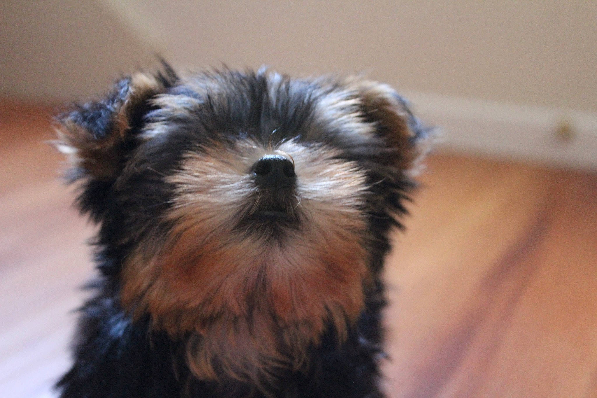 Chewie is registered to the contest to win money with this photo: biewer_terrier, canidae, carnivore, companion_dog, dog, dog_breed, dog_supply, fawn, fur, liver, maltepoo, puppy, small_terrier, snout, sporting_group, tail, terrestrial_animal, terrier, toy_dog, working_animal