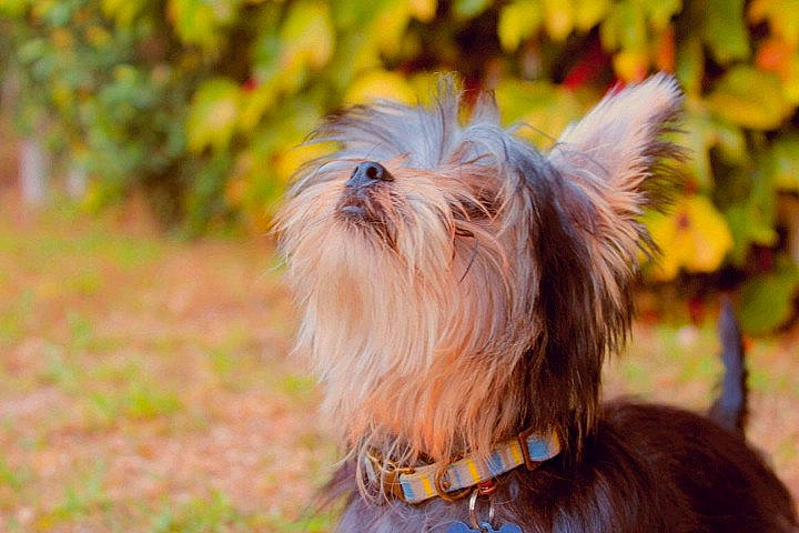 Chewie is registered to the contest to win money with this photo: canidae, carnivore, collar, companion_dog, dog, dog_breed, dog_collar, dog_supply, fawn, fur, grass, liver, small_terrier, snout, sporting_group, terrestrial_animal, terrier, toy_dog, working_animal, yorkshire_terrier