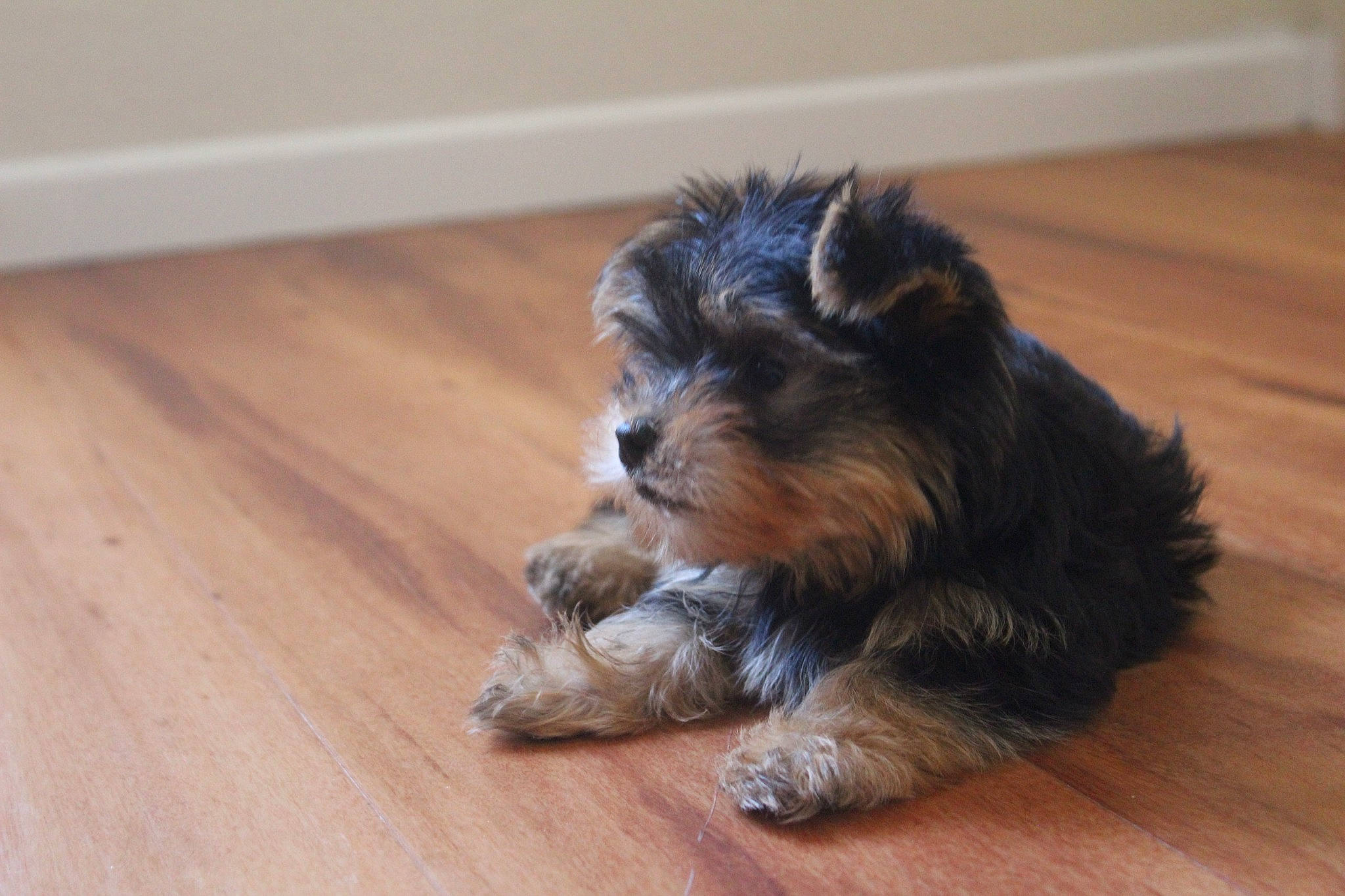 Chewie is registered to the contest to win money with this photo: canidae, carnivore, companion_dog, dog, dog_breed, fawn, flooring, fur, hardwood, laminate_flooring, liver, small_terrier, snout, sporting_group, terrier, toy_dog, wood, wood_flooring, wood_stain, working_animal