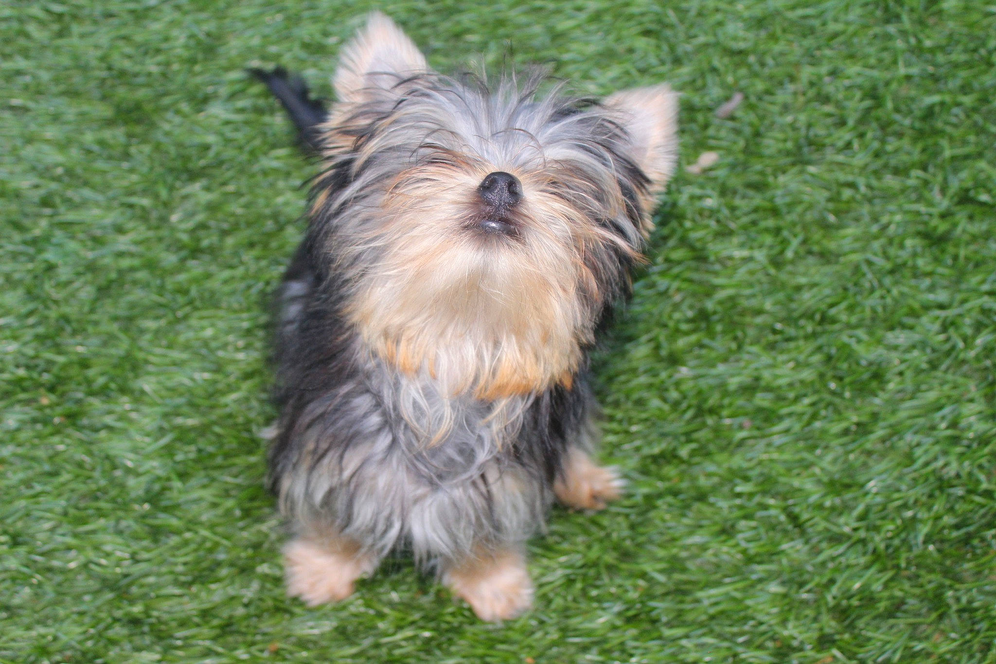 Chewie joined the competition — help win amazing prizes! australian_silky_terrier, australian_terrier, biewer_terrier, canidae, carnivore, companion_dog, dog, dog_breed, dog_supply, fawn, grass, liver, small_terrier, snout, sporting_group, tail, terrier, toy_dog, working_animal, yorkshire_terrier