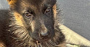 Bella participe au concours pour gagner de l'argent avec cette photo : animal, bella, black_and_tan, brown_eyes, close_up, collar, cute, dog, ears, fluffy, fur, german_shepherd, indoors, lying_down, name_tag, pet, portrait, puppy, sitting, sunlight