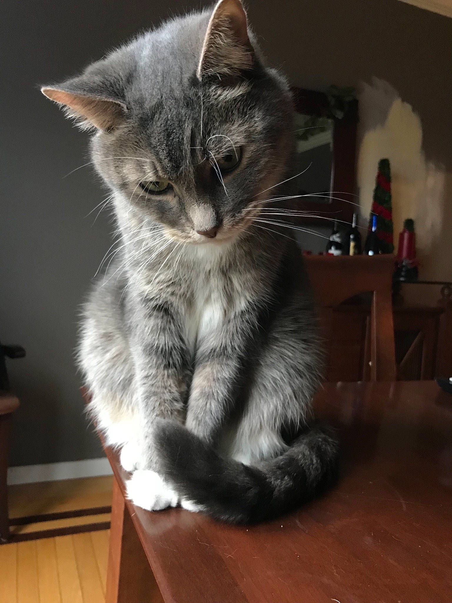 Toby is registered to the contest to win money with this photo: bottle, carnivore, cat, claw, comfort, domestic_short_haired_cat, felidae, flooring, fur, furniture, grey, hardwood, laminate_flooring, paw, small_to_medium_sized_cats, snout, table, tail, whiskers, wood