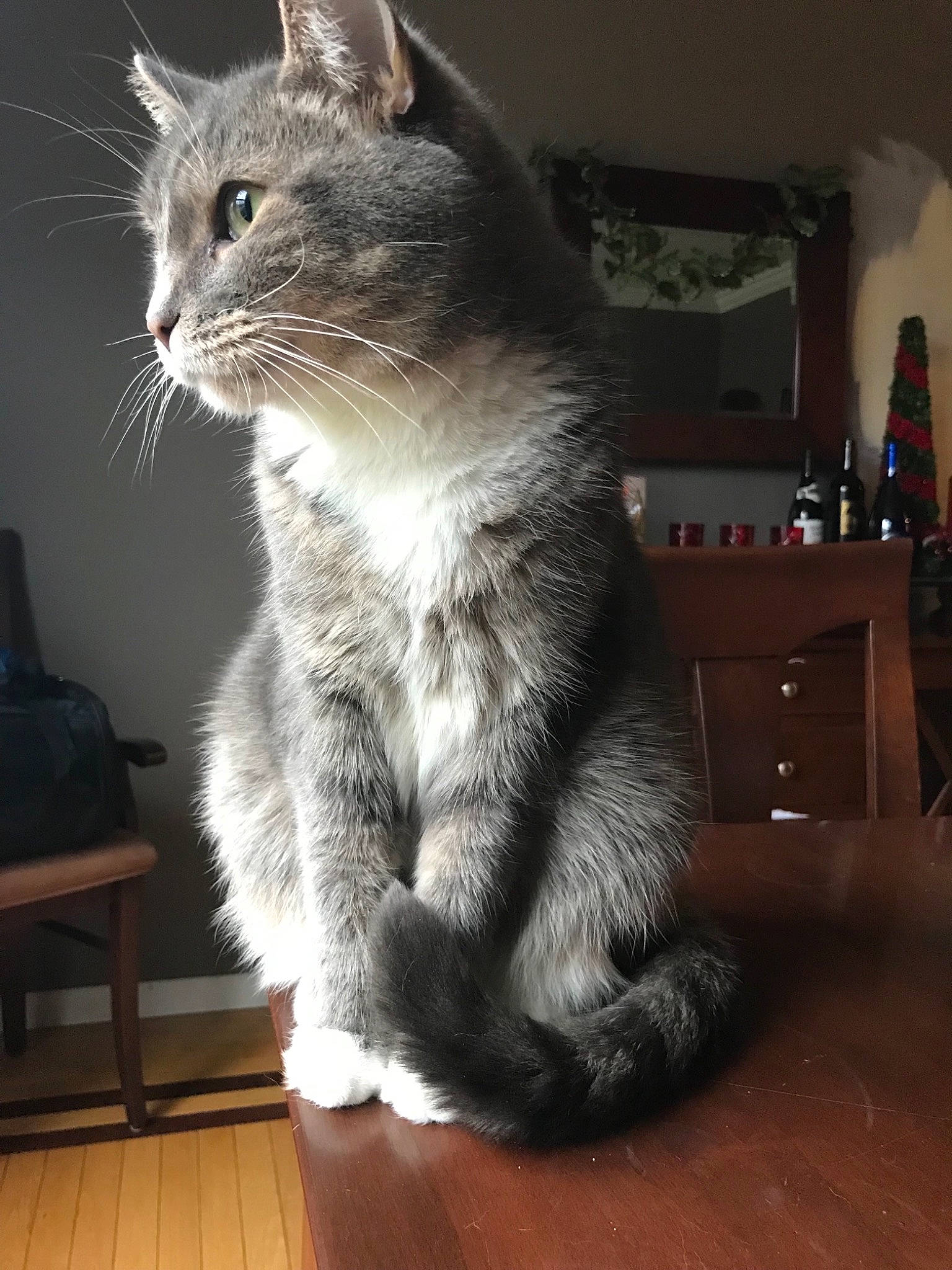 Toby is registered to the contest to win money with this photo: black_cat, box, cat, domestic_short_haired_cat, eye, felidae, flooring, fur, grey, hardwood, laminate_flooring, paw, small_to_medium_sized_cats, tail, terrestrial_animal, varnish, whiskers, window, wood, wood_flooring