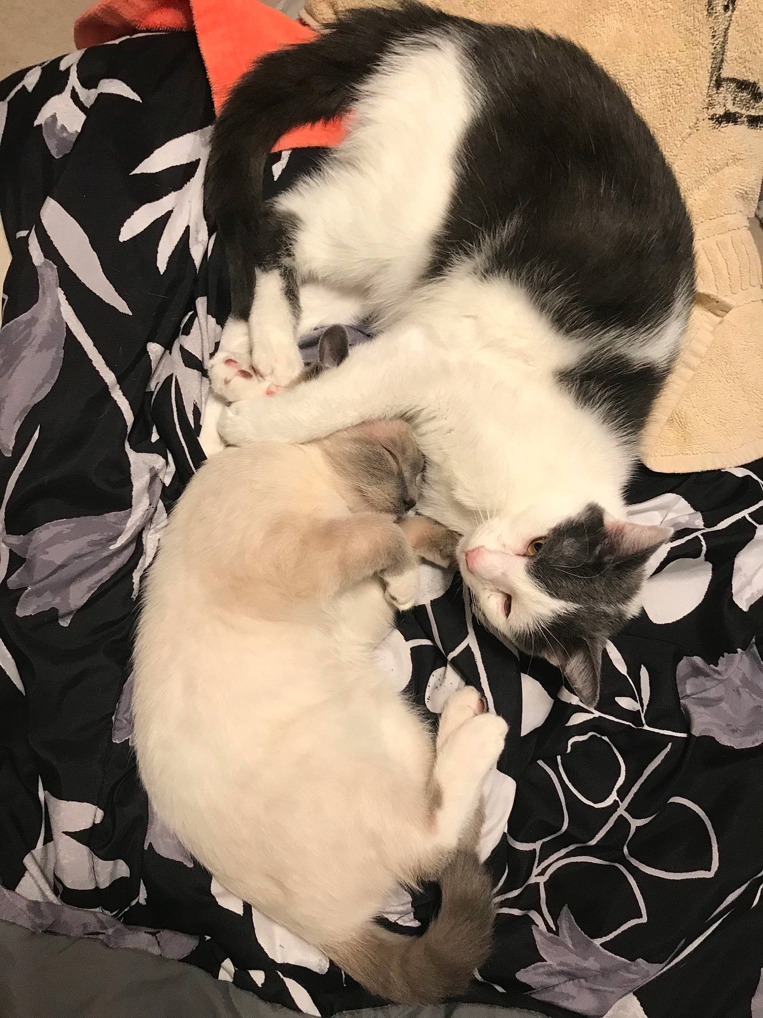 Caspar is registered to the contest to win money with this photo: canidae, carnivore, cat, claw, comfort, companion_dog, dog_breed, domestic_short_haired_cat, fawn, felidae, formal_wear, fur, lap, nap, paw, small_to_medium_sized_cats, snout, sporting_group, tail, whiskers