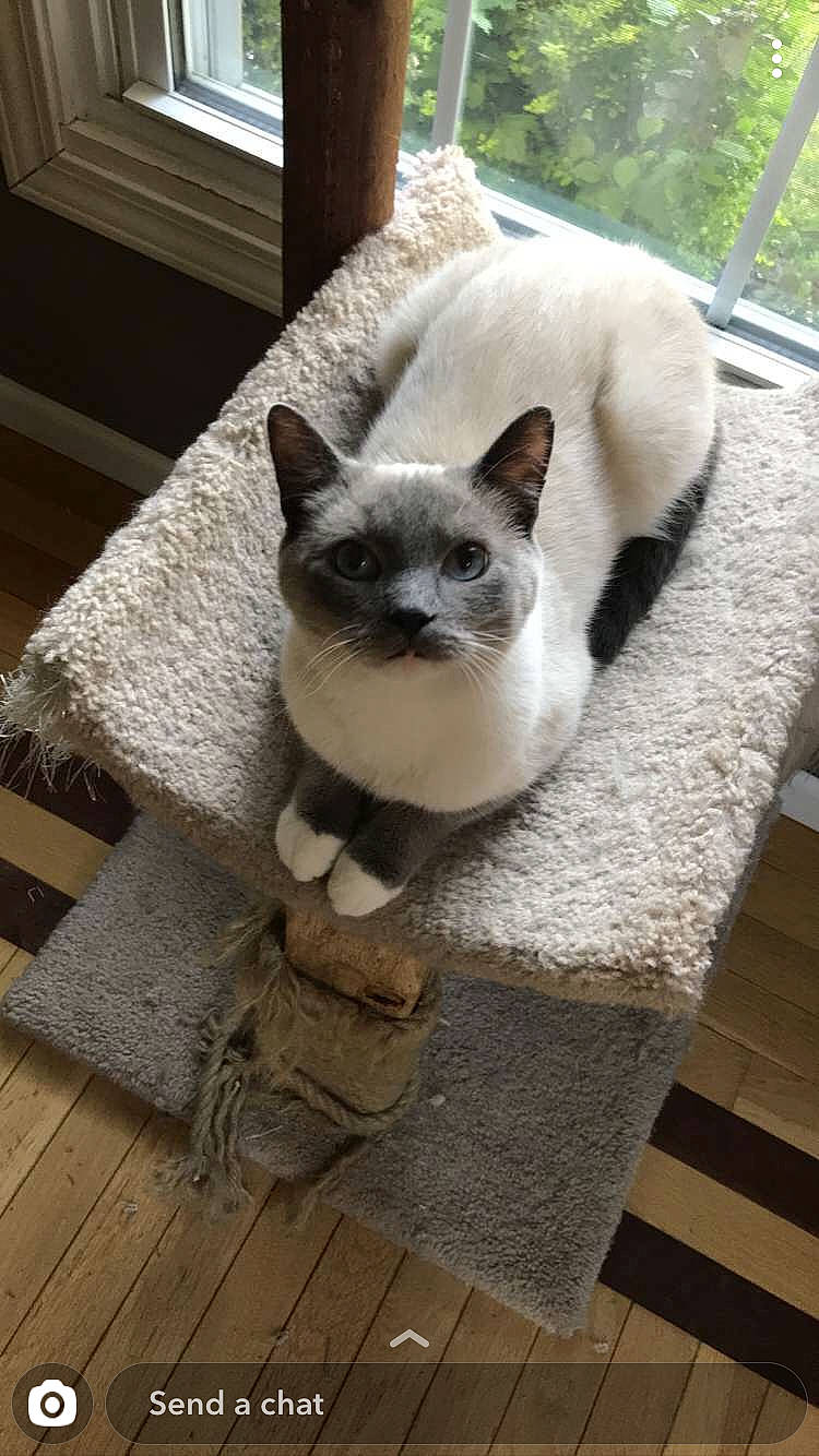 Caspar joined the competition — help win amazing prizes! balinese, carnivore, cat, comfort, domestic_short_haired_cat, eye, fawn, felidae, flooring, fur, grey, hardwood, iris, siamese, small_to_medium_sized_cats, snout, tail, thai, whiskers, wood