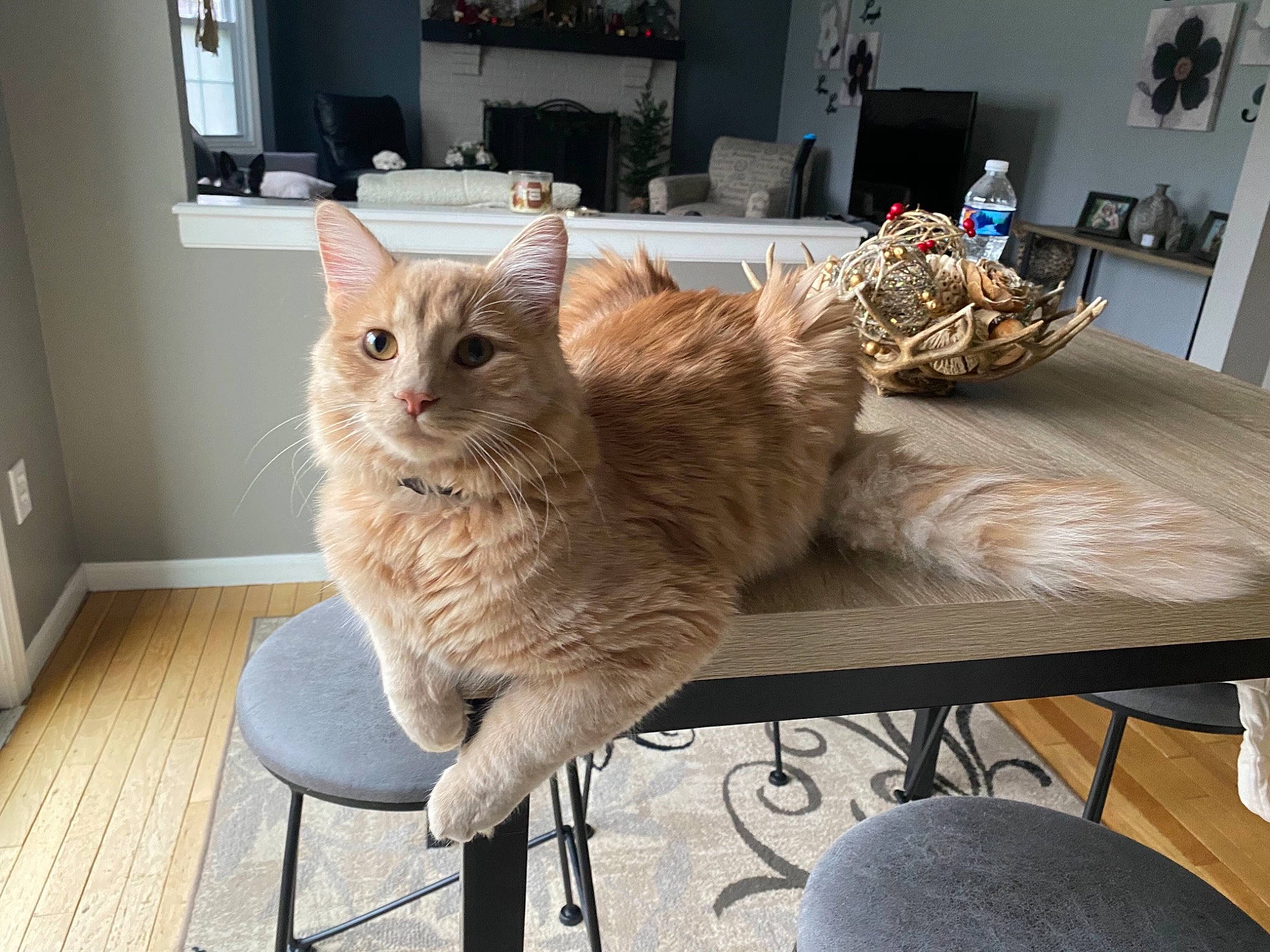 Zuko joined the competition — help win amazing prizes! carnivore, cat, chair, comfort, couch, fawn, felidae, floor, flooring, furniture, grey, house, picture_frame, plant, small_to_medium_sized_cats, table, tail, whiskers, window, wood