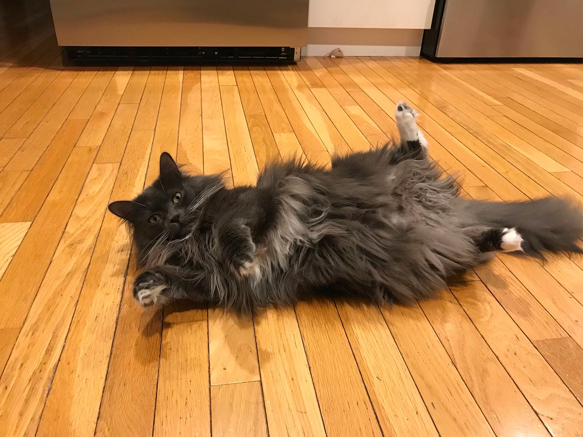 Luigi joined the competition — help win amazing prizes! carnivore, companion_dog, dog_breed, felidae, floor, flooring, fur, hardwood, laminate_flooring, plank, room, small_to_medium_sized_cats, sporting_group, tail, television, varnish, whiskers, wood, wood_flooring, wood_stain
