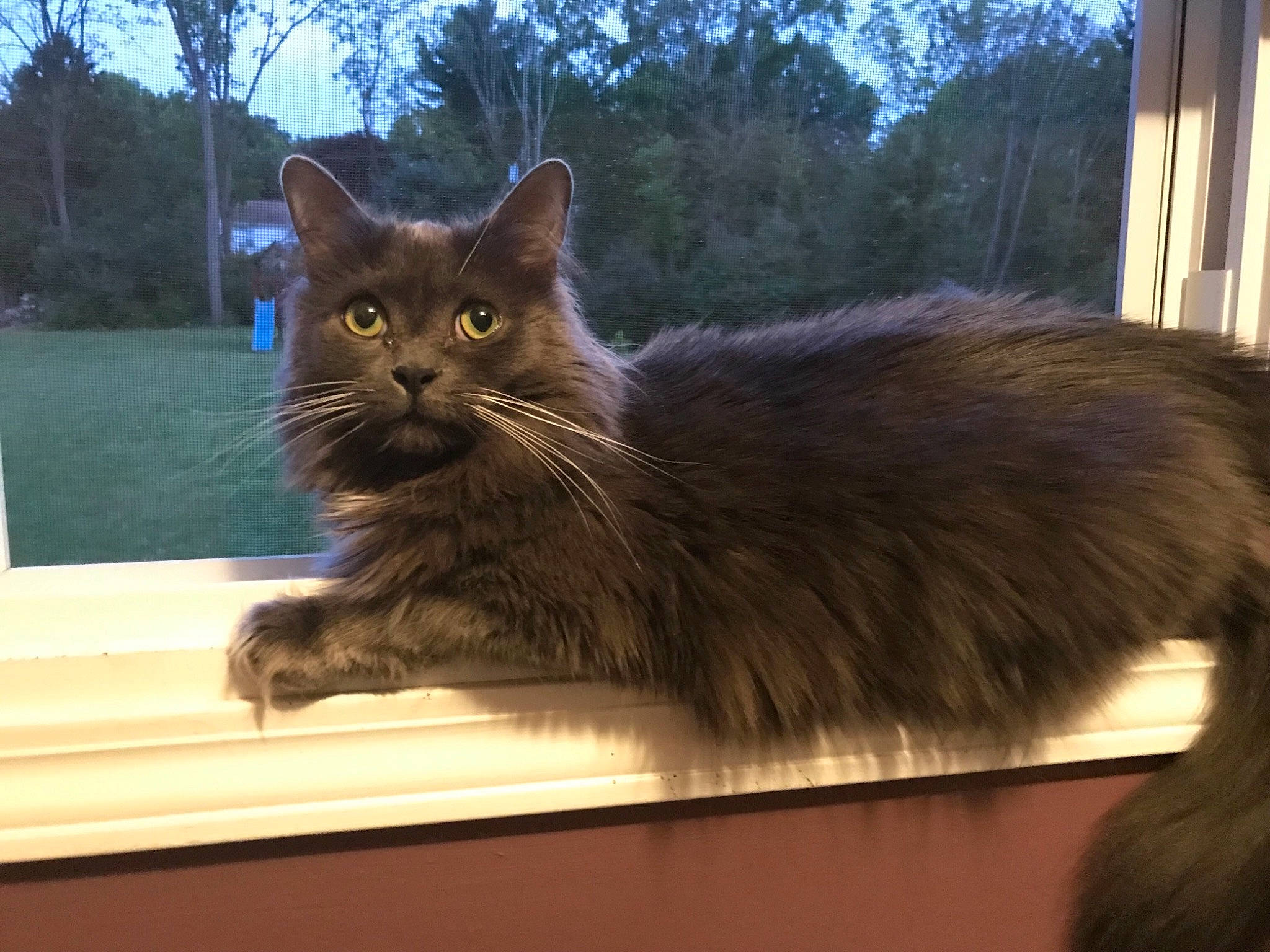Luigi joined the competition — help win amazing prizes! bench, black_cat, british_longhair, carnivore, cat, domestic_short_haired_cat, fawn, felidae, fur, small_to_medium_sized_cats, snout, sunlight, tail, terrestrial_animal, tints_and_shades, tree, vertebrate, whiskers, window, wood