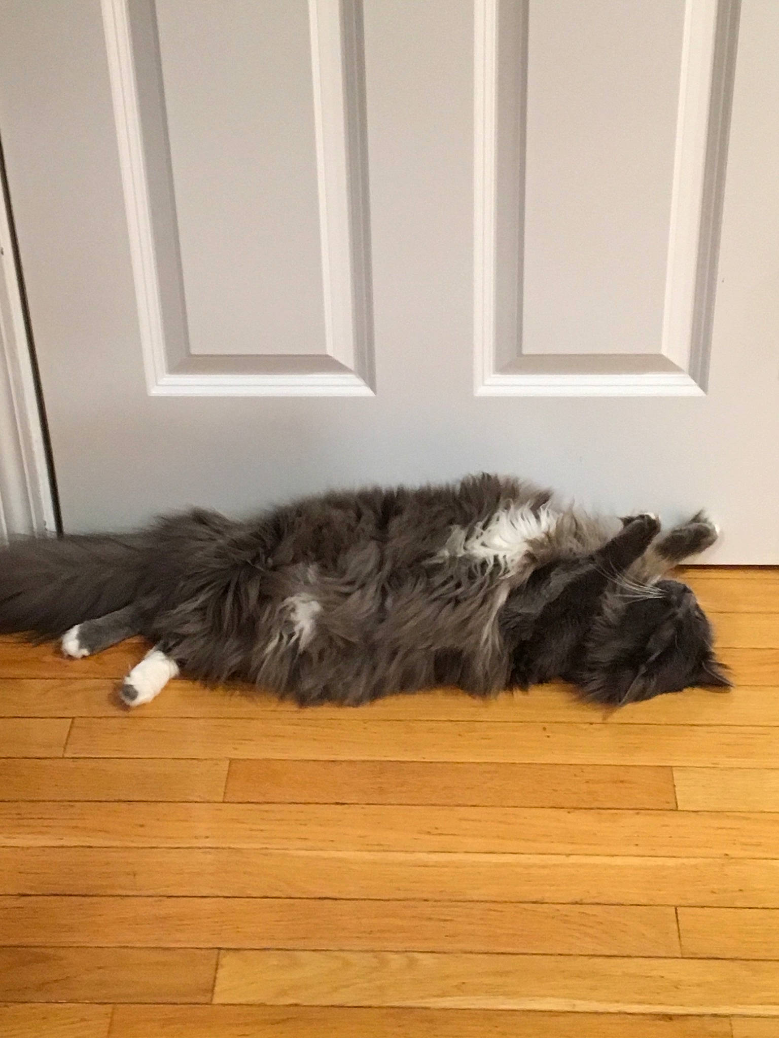 Luigi joined the competition — help win amazing prizes! carnivore, cat, comfort, dog_breed, domestic_short_haired_cat, door_mat, felidae, floor, flooring, fur, hardwood, laminate_flooring, paw, small_to_medium_sized_cats, tail, whiskers, window, wood, wood_flooring, wood_stain