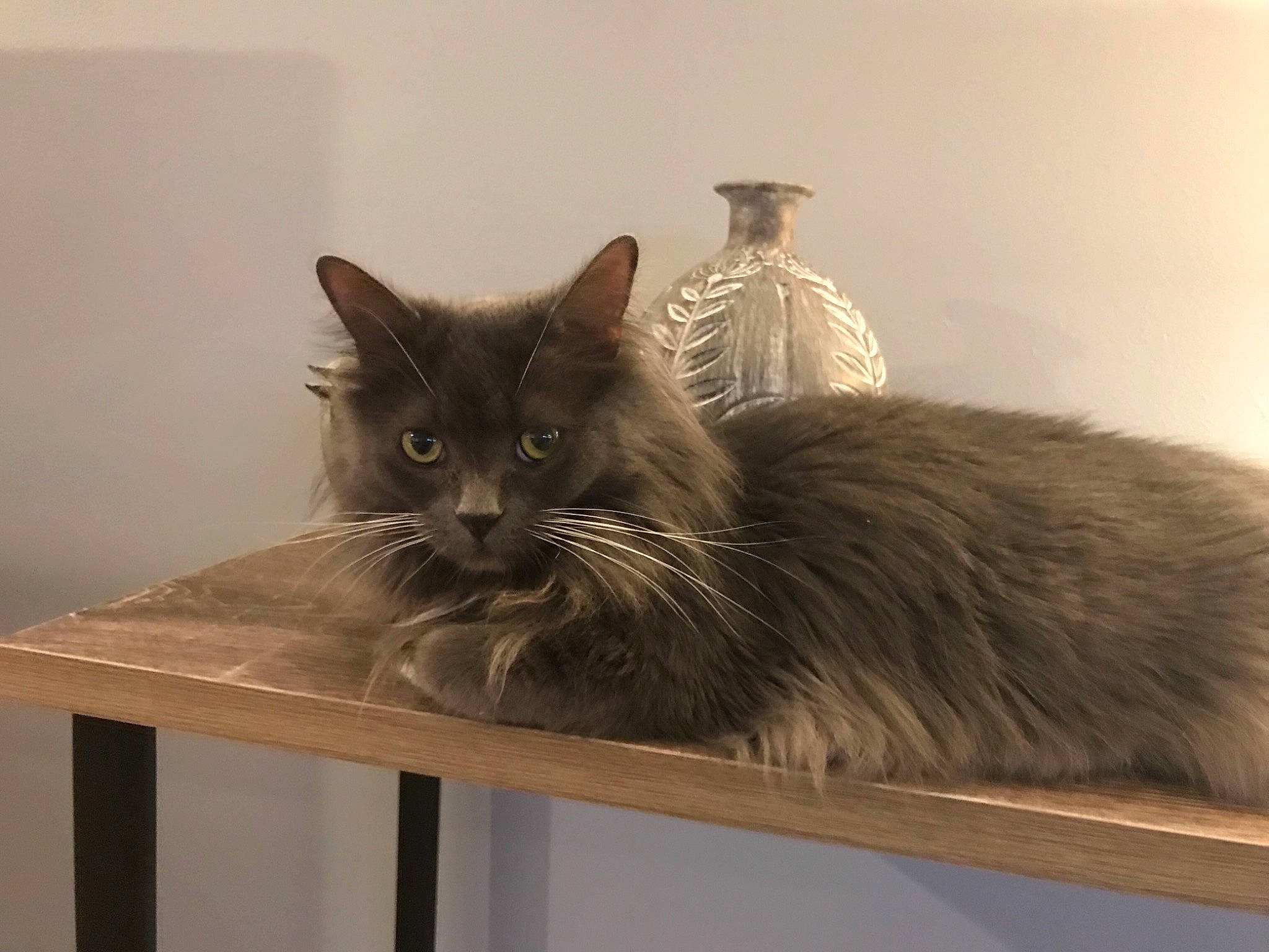 Luigi joined the competition — help win amazing prizes! black_cat, british_longhair, carnivore, cat, felidae, fur, grey, hardwood, metal, rectangle, room, small_to_medium_sized_cats, snout, table, tail, whiskers, window, wood