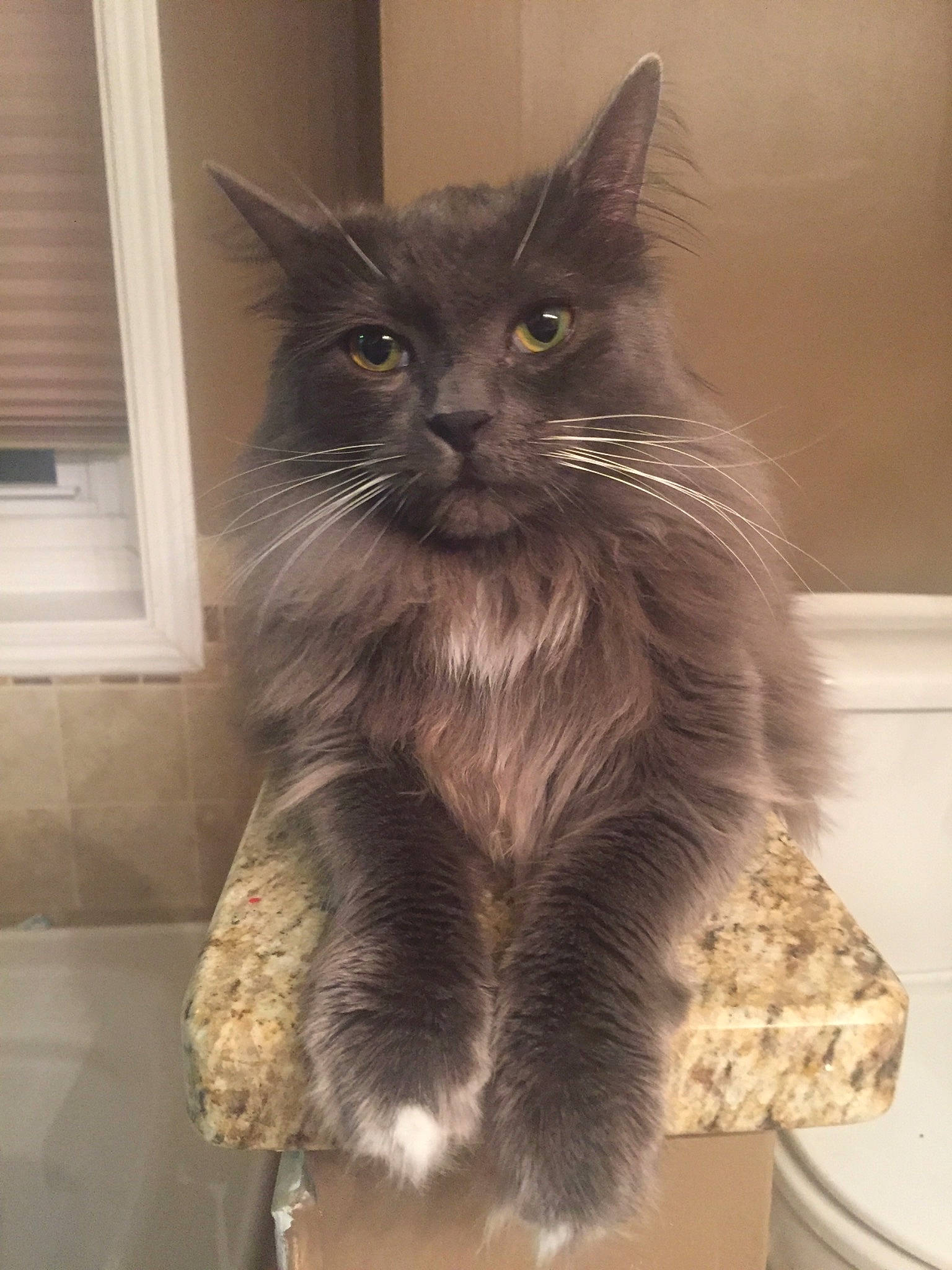 Luigi is registered to the contest to win money with this photo: box, british_longhair, carnivore, cat, claw, domestic_short_haired_cat, fawn, felidae, flooring, fur, grey, maine_coon, monochrome_photography, paw, small_to_medium_sized_cats, snout, tail, whiskers, window, window_blind