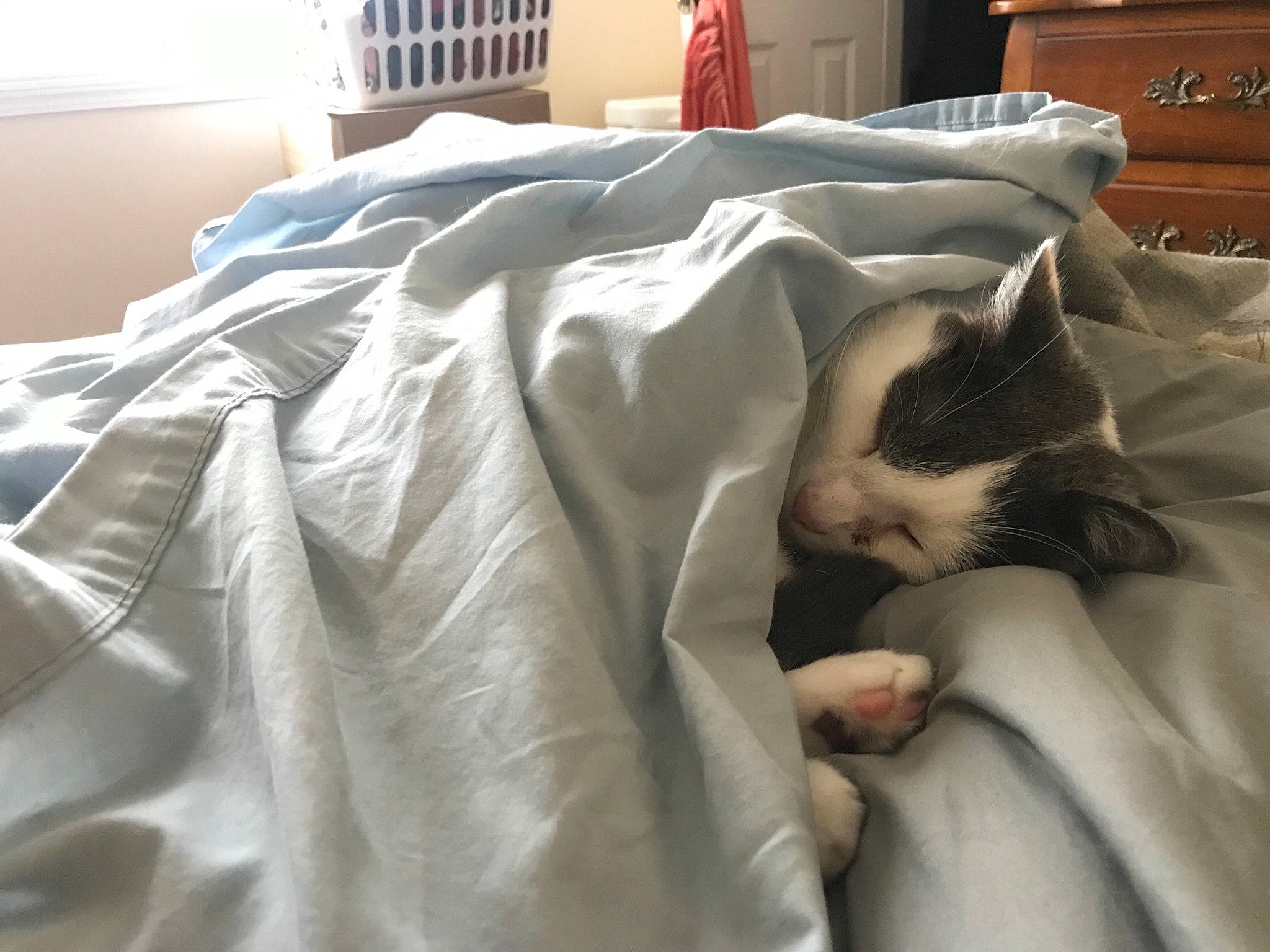 Sparky joined the competition — help win amazing prizes! bag, bed, bed_sheet, bedding, bedroom, cabinetry, carnivore, cat, comfort, drawer, duvet, felidae, fur, linens, nap, room, small_to_medium_sized_cats, textile, whiskers, wood