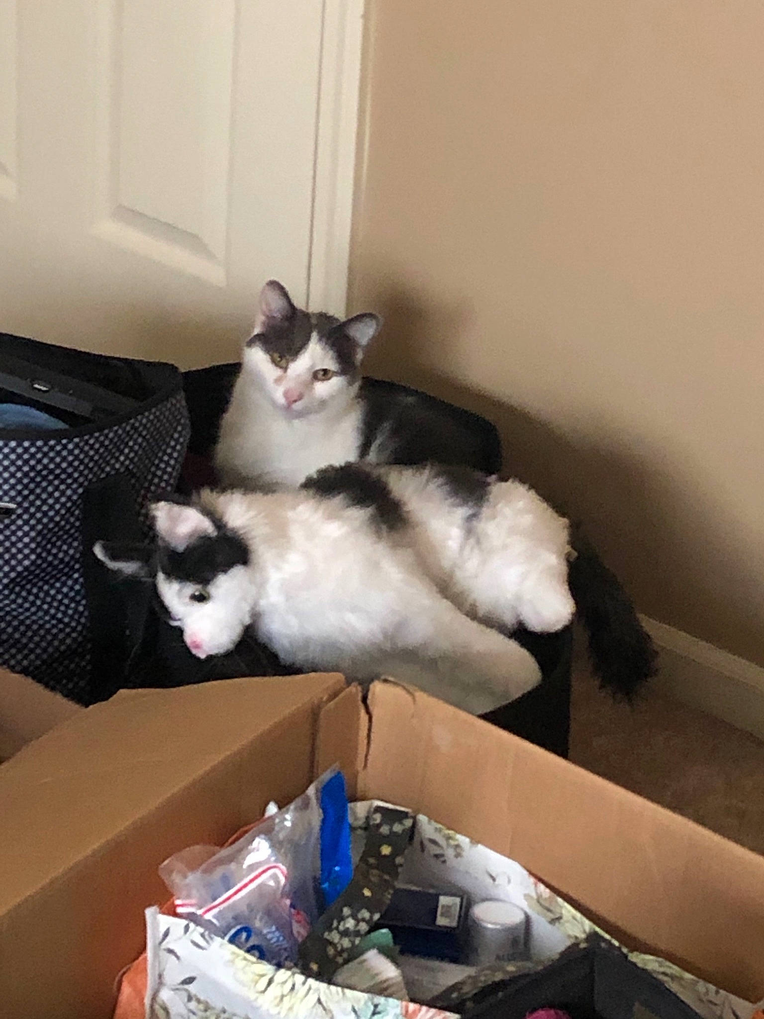 Sparky is registered to the contest to win money with this photo: bag, box, canidae, cardboard, carnivore, carton, cat, comfort, domestic_short_haired_cat, door, felidae, fur, hardwood, luggage_and_bags, room, shipping_box, small_to_medium_sized_cats, tail, whiskers, wood