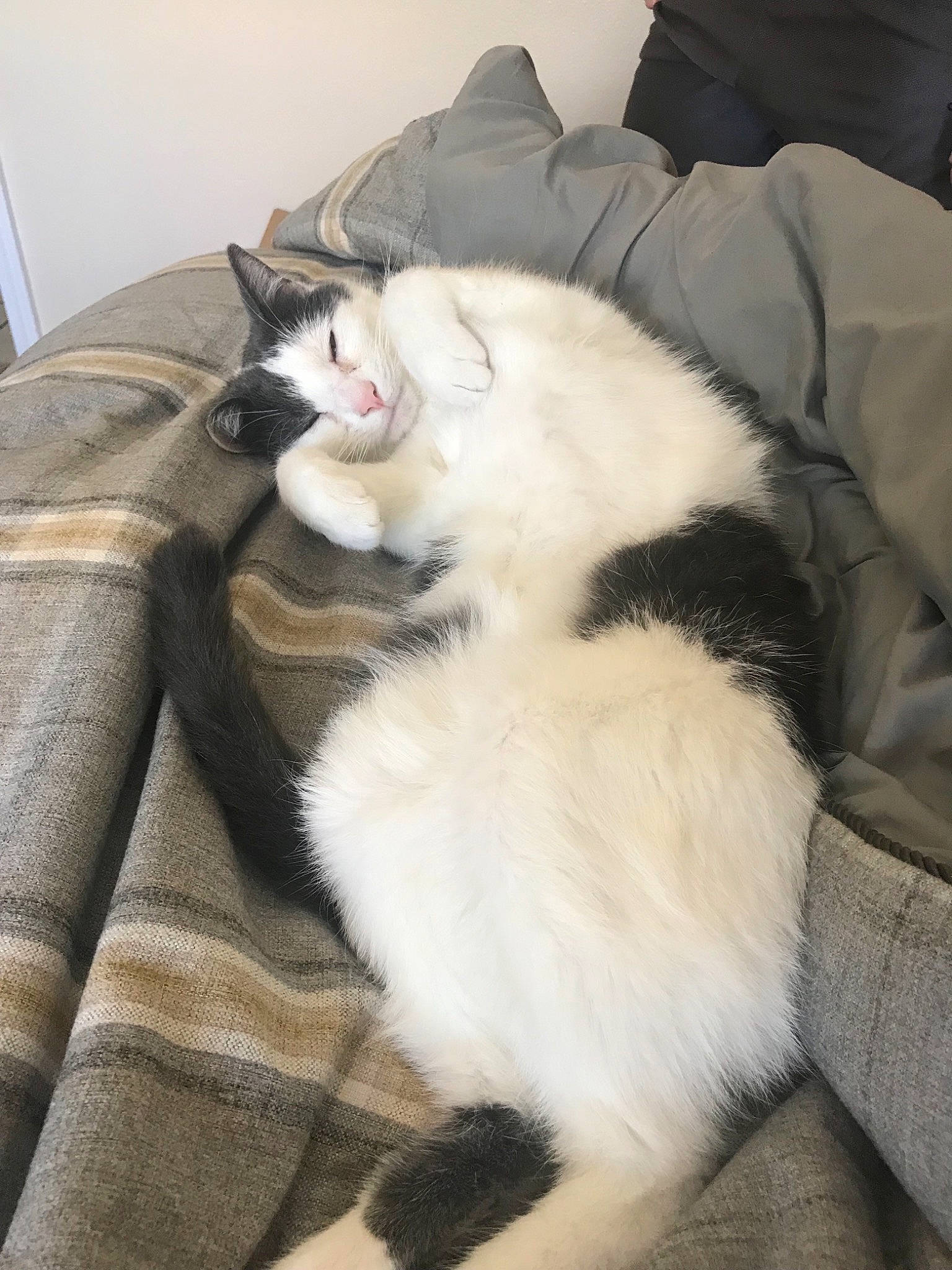 Sparky joined the competition — help win amazing prizes! canidae, carnivore, cat, claw, comfort, domestic_short_haired_cat, eye, felidae, formal_wear, fur, lap, linens, nap, paw, sitting, small_to_medium_sized_cats, snout, sporting_group, tail, whiskers