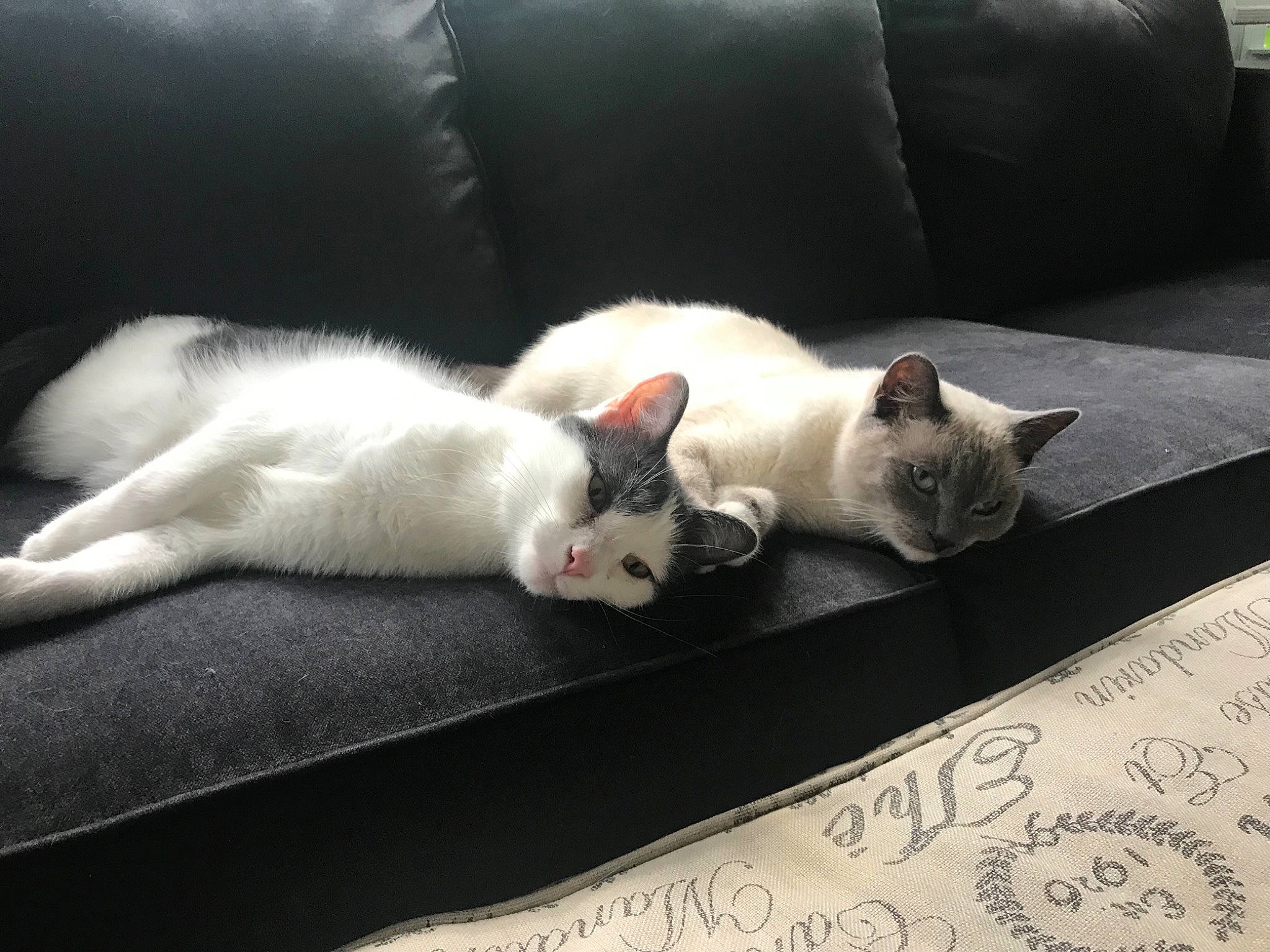 Sparky joined the competition — help win amazing prizes! bedding, carnivore, cat, comfort, couch, domestic_short_haired_cat, eye, felidae, flooring, fur, furniture, grey, linens, paw, small_to_medium_sized_cats, snout, tail, vertebrate, whiskers, wood