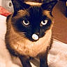 Yuki is registered to the contest to win money with this photo: cat, siamese_cat, pet, animal, indoor, white_object, nose, blue_eyes, fur, whiskers, ears, face, cute, looking_up, domestic_animal, soft_surface, brown_fur, black_fur, close_up, curious