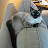 cat, siamese_cat, blue_eyes, feline, pet, indoor, couch, furniture, living_room, relaxed, animal, mammal, domestic_animal, resting, cute, whiskers, tail, soft_fur, home, cozy