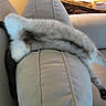 Yuki is registered to the contest to win money with this photo: cat, feline, pet, animal, couch, furniture, indoor, relaxing, stretching, fluffy, beige, soft, legs, paw, resting, home, comfortable, domestic, sleeping, cozy