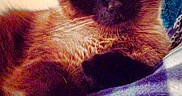 Yuki is registered to the contest to win money with this photo: cat, siamese_cat, pet, indoor, blanket, fur, blue_eyes, animal, mammal, relaxed, portrait, closeup, whiskers, curious, paws, cozy, feline, resting, soft, warm_lighting