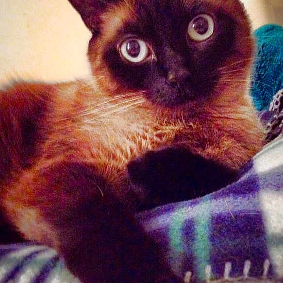 Yuki
