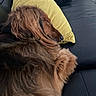 dog, sleeping, brown_fur, shaggy_fur, long_hair, pet, couch, sofa, yellow_pillow, black_leather, indoors,  आराम, resting, relaxed, snout, paw, animal, cozy, portrait, home_decor