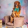 Harry participe au concours pour gagner de l'argent avec cette photo : dog, long_hair, brown_fur, dachshund, bow_tie, green_accessory, sitting, armchair, studio_portrait, pastel_background, fluffy_rug, indoor, pet, canine, happy, open_mouth, tongue, formal_attire, wooden_furniture, festive