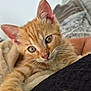 Archi participe au concours pour gagner de l'argent avec cette photo : kitten, cat, orange_tabby, paw, whiskers, close_up, curious, feline, pet, animal, cute, young, fur, claws, indoor, blanket, relaxing, portrait, soft, domestic_animal