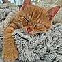 Archi participe au concours pour gagner de l'argent avec cette photo : cat, kitten, sleeping, orange_tabby, fluffy_blanket, cozy, cute, paw, pet, fur, closeup, relaxing, indoor, adorable, nap, whiskers, pink_nose, soft_texture, resting, domestic_cat