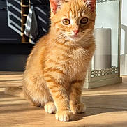 Archi participe au concours pour gagner de l'argent avec cette photo : cat, kitten, orange_tabby, pet, indoor, sunlight, wooden_floor, lantern, decor, cute, animal, feline, young_animal, striped, domestic_cat, flooring, shadow, cozy, kitchen, fur