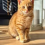 cat, kitten, orange_tabby, pet, indoor, sunlight, wooden_floor, lantern, decor, cute, animal, feline, young_animal, striped, domestic_cat, flooring, shadow, cozy, kitchen, fur
