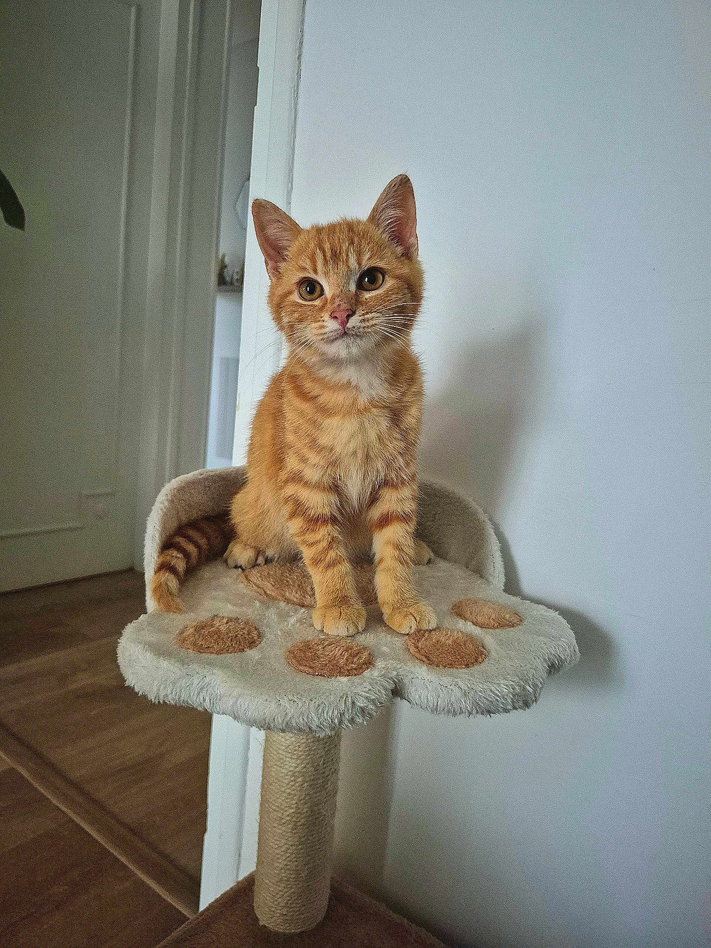 Archi a rejoint le concours — aidez-le/la à gagner de superbes lots ! kitten, cat, orange_tabby, cat_perch, indoor, pet, animal, fur, whiskers, curious, sitting, paw_shaped, wooden_floor, white_wall, cute, feline, young, domestic_cat, ears, eyes