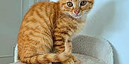 Archi a rejoint le concours — aidez-le/la à gagner de superbes lots ! cat, kitten, orange_tabby, pet, indoor, feline, animal, cute, fluffy, whiskers, ears, green_eyes, paw_shaped_perch, fur, sitting, looking_at_camera, home, wooden_floor, wall, curious
