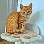 cat, kitten, orange_tabby, pet, indoor, feline, animal, cute, fluffy, whiskers, ears, green_eyes, paw_shaped_perch, fur, sitting, looking_at_camera, home, wooden_floor, wall, curious