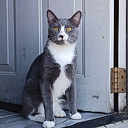 Roscoe joined the competition — help win amazing prizes! alert, animal, cat, curious, door, door_hinge, feline, floor, fur, grey_cat, home, house, indoor, paws, pet, quiet, sitting, whiskers, white_paws, yellow_eyes
