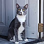alert, animal, cat, curious, door, door_hinge, feline, floor, fur, grey_cat, home, house, indoor, paws, pet, quiet, sitting, whiskers, white_paws, yellow_eyes