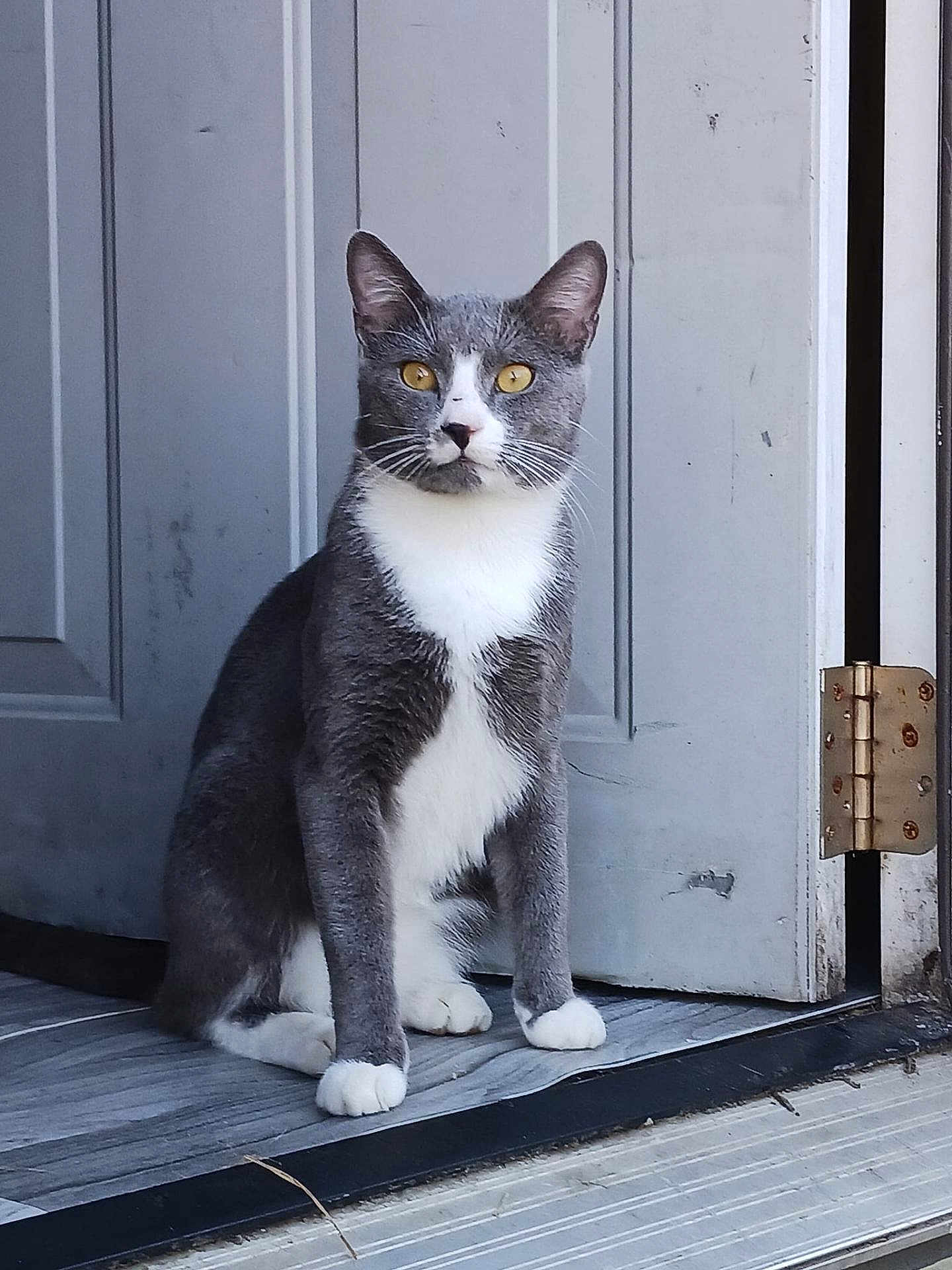 Roscoe joined the competition — help win amazing prizes! alert, animal, cat, curious, door, door_hinge, feline, floor, fur, grey_cat, home, house, indoor, paws, pet, quiet, sitting, whiskers, white_paws, yellow_eyes