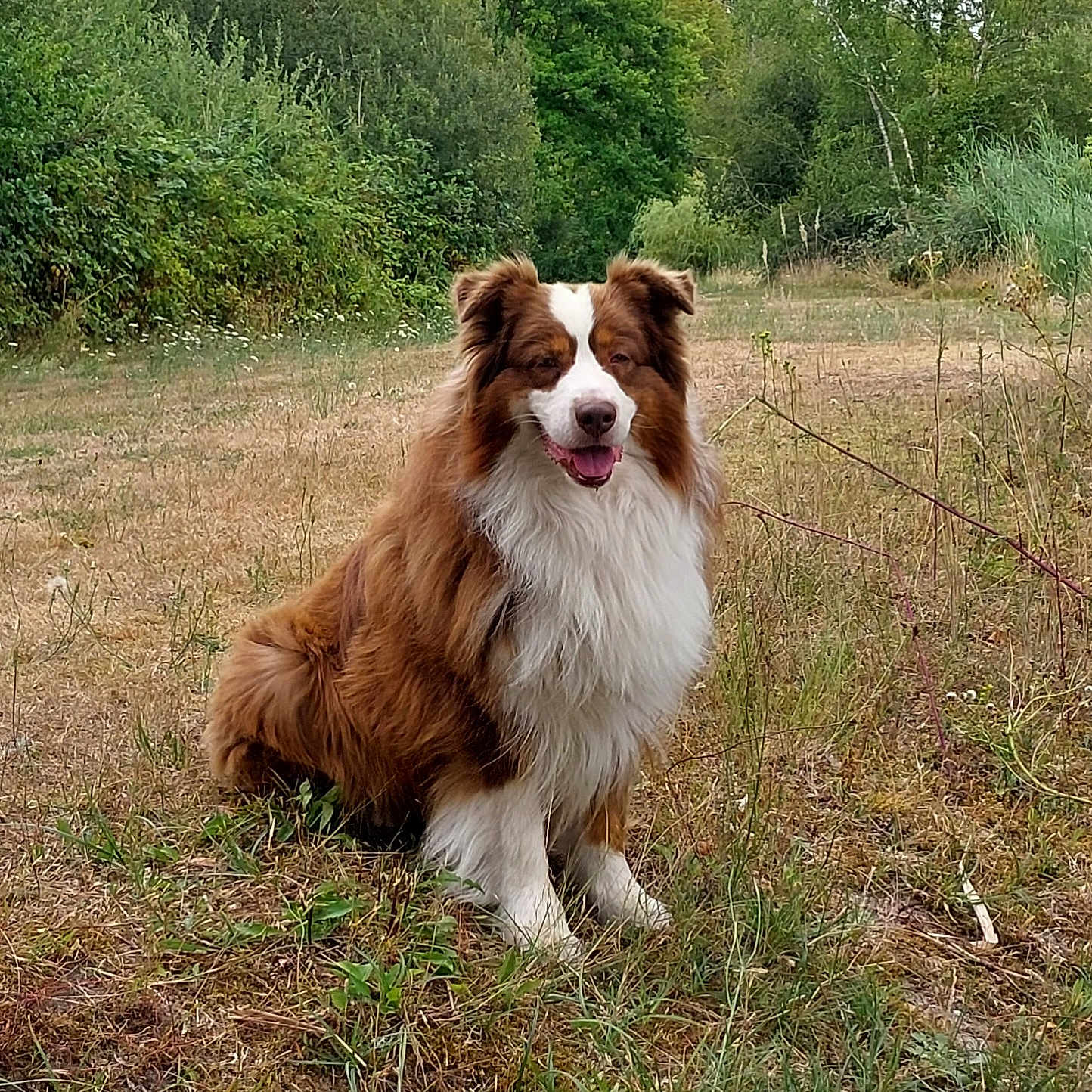 Parker a rejoint le concours — aidez-le/la à gagner de superbes lots ! animal, brown, canine, daylight, dog, field, fluffy, fur, grass, greenery, happy, meadow, nature, outdoor, pet, plant, portrait, sitting, smiling, white