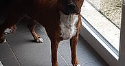Ruby a rejoint le concours — aidez-le/la à gagner de superbes lots ! alert, animal, brown_dog, canine, companion, curious, dog, door_frame, floor_tiles, glass_door, home_interior, indoor, looking_outside, natural_light, pet, shadow, standing, tiled_floor, white_chest, white_paws