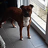 alert, animal, brown_dog, canine, companion, curious, dog, door_frame, floor_tiles, glass_door, home_interior, indoor, looking_outside, natural_light, pet, shadow, standing, tiled_floor, white_chest, white_paws